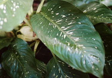 Dieffenbachia Picta