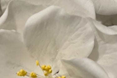 Sugar Flowers For Cakes
