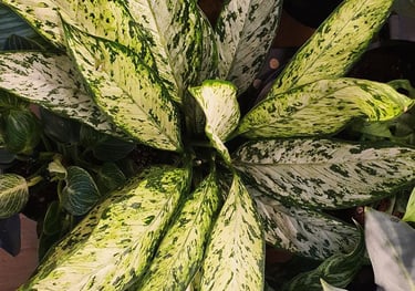 Dieffenbachia Vesuvius