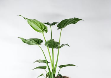 Alocasia cucullata