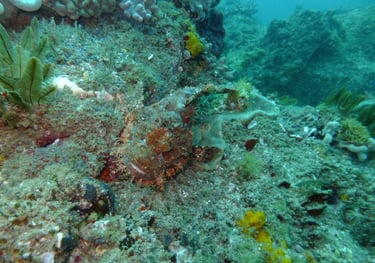 Angler fish, sodwana bay, South Africa
