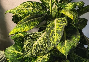 Dieffenbachia seguine Sublime