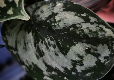 Scindapsus Silver Queen