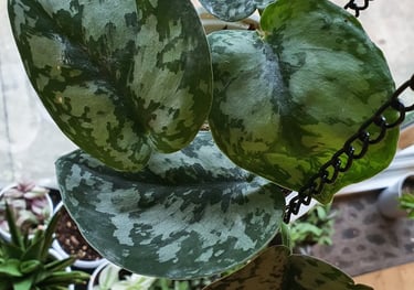 Scindapsus Silver Queen