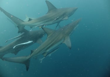 Oceanic black tips on a baited shark dive, Aliwal Shoal, Umkomaas, South Africa
