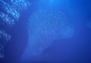 shoal of fish in Vava'u, The Kingdom of Tonga