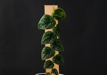 Monstera dubia plant
