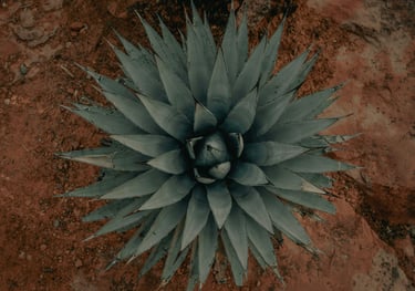 Agave Americana