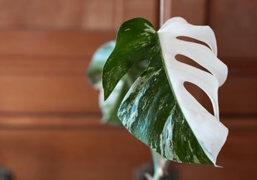 Half moon Monstera Albo Variegata