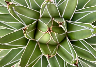 Agave victoriae-reginae plant