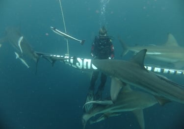 Oceanic black tips on a baited shark dive, Aliwal Shoal, Umkomaas, South Africa