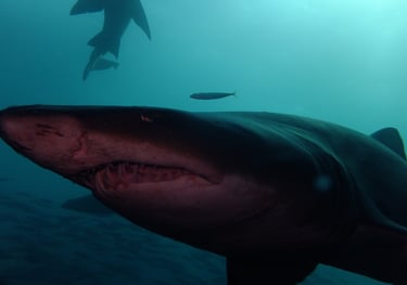 Ragged tooth Shark, Aliwal Shoal, Umkomaas, South Africa