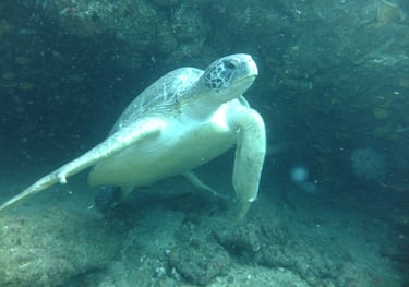 turtle, Aliwal Shoal, Umkomaas, South Africa