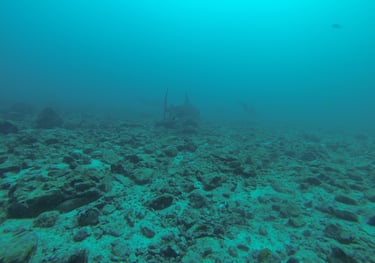 Bull sharks at Bats Islands (Murcielago), Guanacastle, Costa Rică