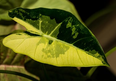 Alocasia micholitziana 'Frydek Variegata'