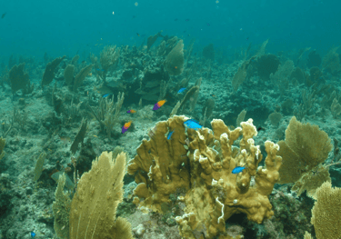 Arrecifes de Coral: Animales de Disney