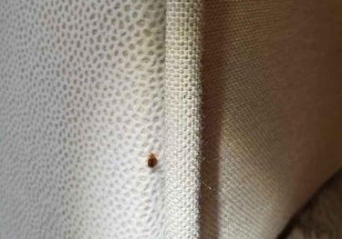 ágyi poloska kedveli a szövetek varrásait