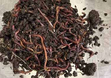 vermiculture-products