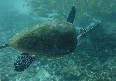 turtle, Aliwal Shoal, Umkomaas, South Africa