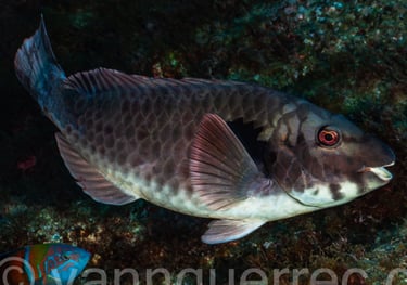 Poisson-perroquet européen mâle