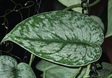 Scindapsus Silver Cloud