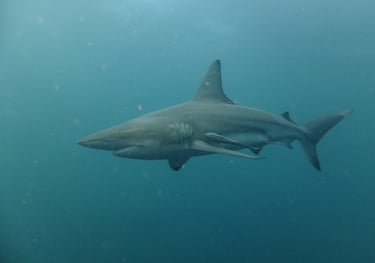 Oceanic black tips on a baited shark dive, Aliwal Shoal, Umkomaas, South Africa