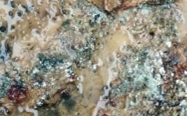 Vidange d'un bac à graisse de restaurant