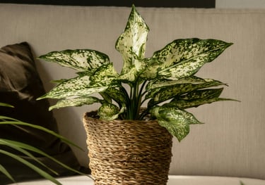 Aglaonema Spotted Star