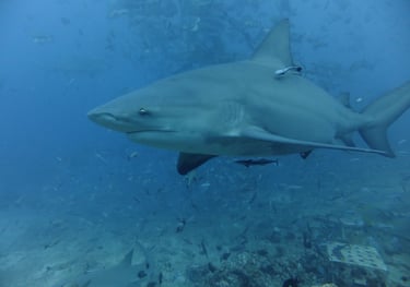 bull shark at the Beqa Lagoon Shark dive, Pacific Harbour, Fiji