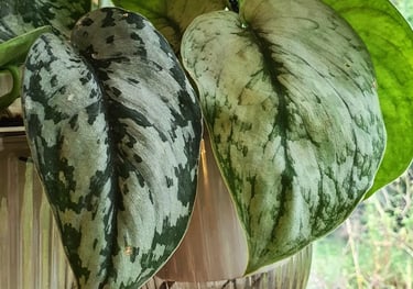 Scindapsus Silver Queen (Left) vs Scindapsus Silver Cloud (Right)