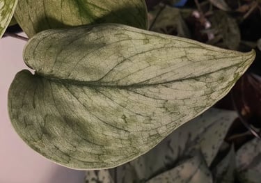 Scindapsus Silver Hero