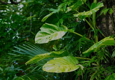 Mature Epipremnum aureum Hawaiian growing up a tree trunk in the wild