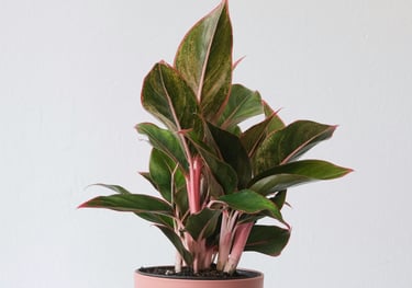 Aglaonema Red Lipstick