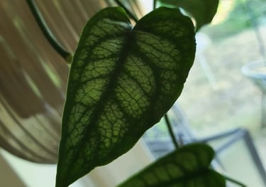 Monstera siltepecana