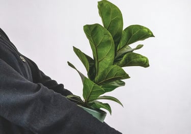 Ficus 'Lyrata' Fiddle Leaf Fig Leaf In Pot