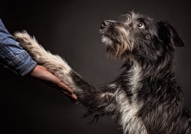 Rough coated black dog shaking paws with owner
