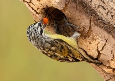 A Vieillot's Barbet with a red berry in its beak perched on a tree trunk in the wild.