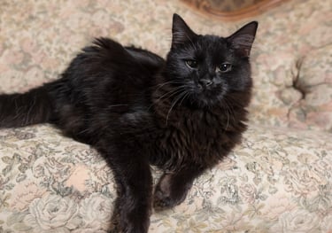 A black long-haired cat