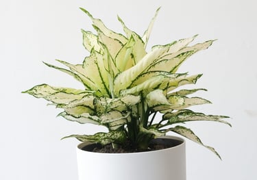 White Kiwi Aglaonema Potted Plant