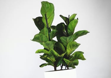 Ficus 'Lyrata' Fiddle Leaf Fig Tree