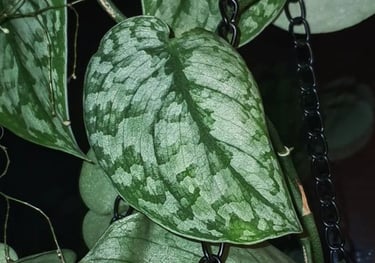 Scindapsus Silver Cloud
