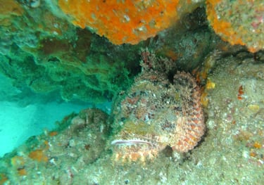 angler fish , sodwana bay, South Africa
