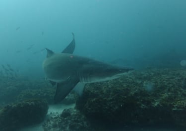 Ragged tooth Shark, Aliwal Shoal, Umkomaas, South Africa