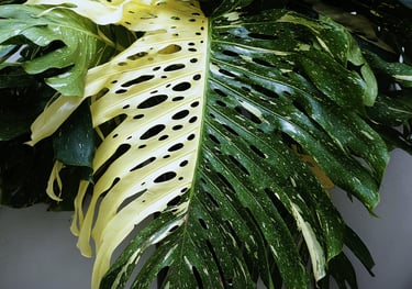 Mature half moon fenestrated Monstera Thai Constellation leaf