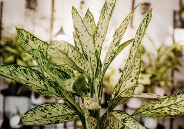 Dieffenbachia Vesuvius