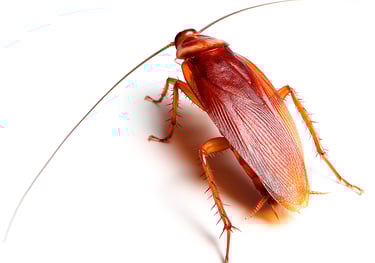 American Cockroach