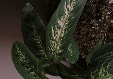 Dieffenbachia Compacta