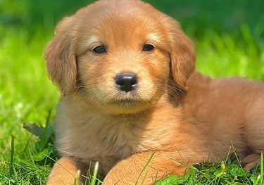 Chiot golden retriever roux, joueur et affectueux, idéal pour les familles.