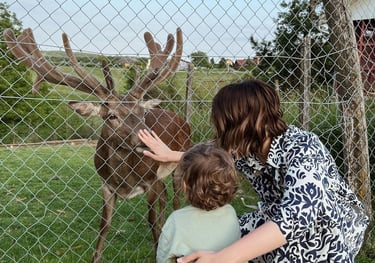 farma jelena i muflona opg perhoc