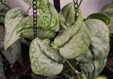 Scindapsus Silver Cloud